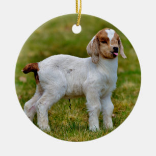 Adorable Newborn Boer Goat Kid Ceramic Ornament