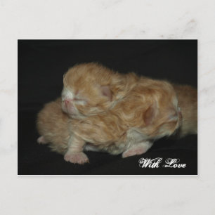 Adorable Newborn Persian Kittens Postcard