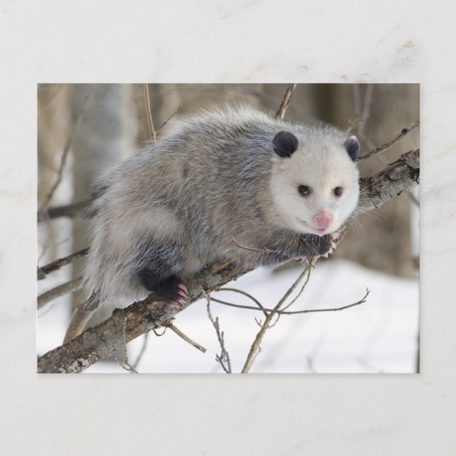 Adorable Oppossum Postcard (Front)