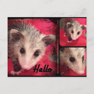 Adorable Oppossum Postcard. Postcard