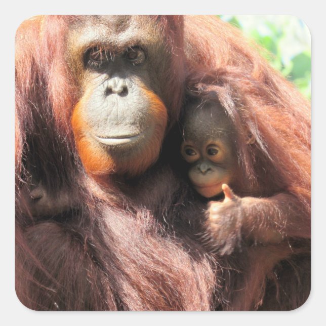 Adorable Orangutan Mum and Baby With Thumbs Up  Square Sticker (Front)