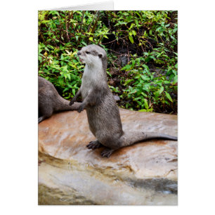 Adorable Otter,