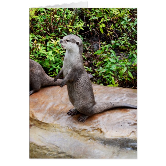 Adorable Otter, (Front)