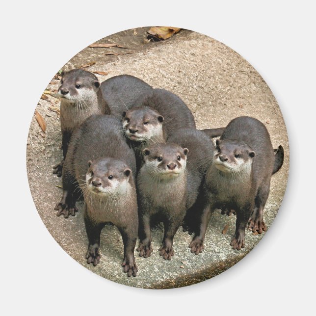 Adorable Otter Family Magnet (Front)