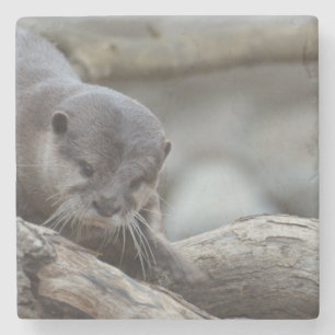 Adorable Otter Stone Coaster