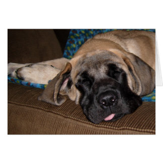 Adorable oversized pup