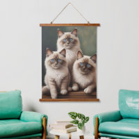 Adorable Pair of Ragdoll Kittens Sweet Cat