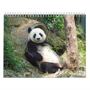 Adorable Panda Bears Beautiful Nature Photography Calendar