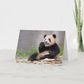 Adorable Panda Nibbling Bamboo greeting card