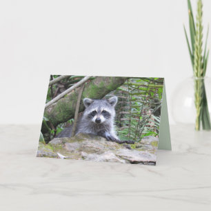 Adorable Peek-A-Boo Racoon Greeting Card
