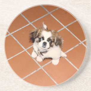 Adorable Peke puppy Coaster