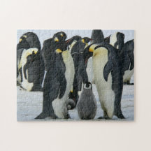Adorable Penguin Family Arctic Wildlife