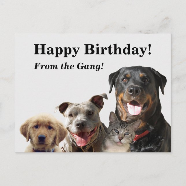 Adorable Pets Birthday Postcard (Front)