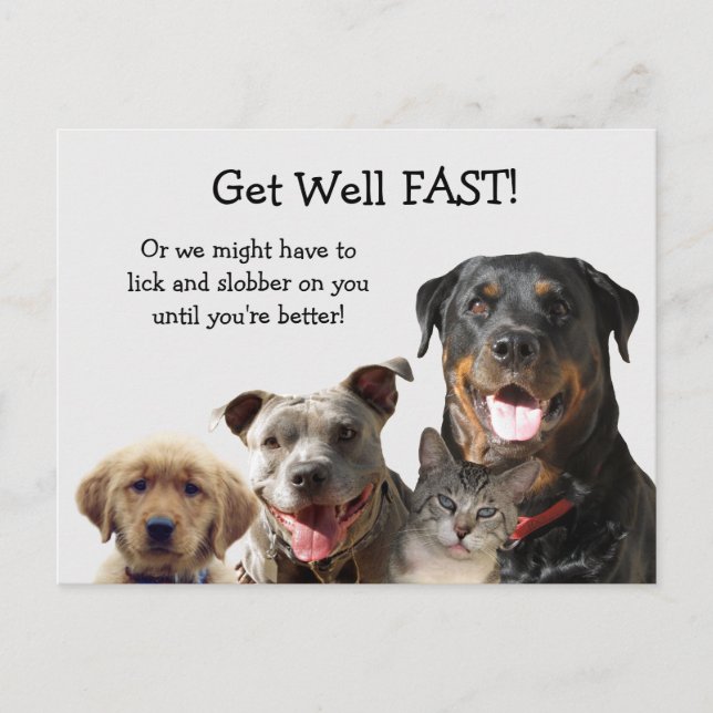 Adorable Pets Get Well Postcard (Front)