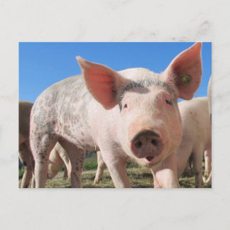 Adorable Pig Oink Postcard