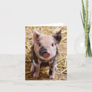 Adorable Piglet Blank Card