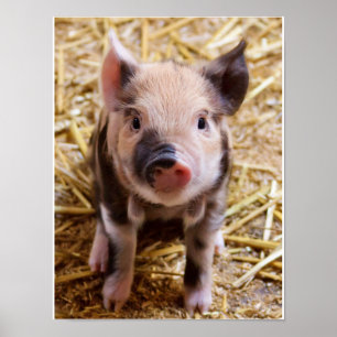 Adorable Piglet Poster