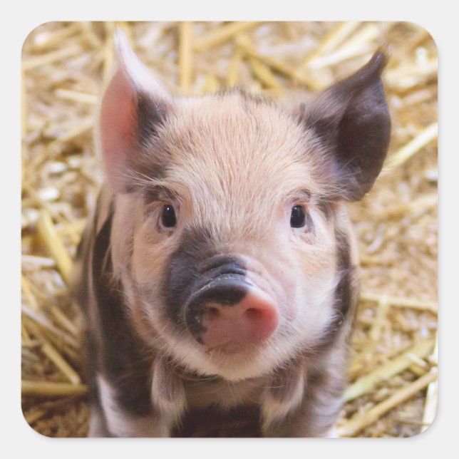 Adorable Piglet Stickers (Front)