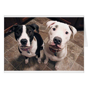 adorable pitbull puppies dogs