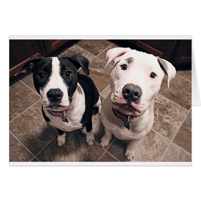 adorable pitbull puppies dogs (Front Horizontal)