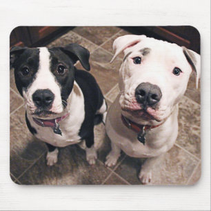 adorable pitbull puppies dogs mouse pad