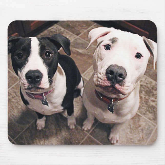 adorable pitbull puppies dogs mouse pad (Front)