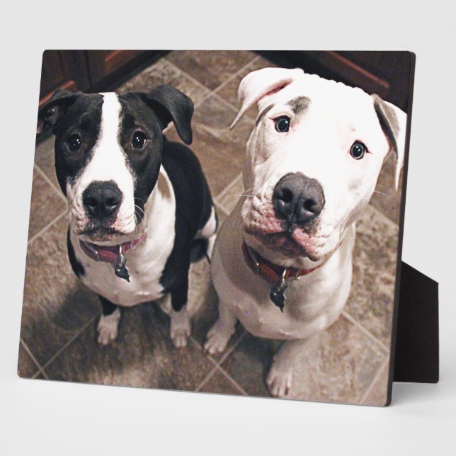 adorable pitbull puppies dogs plaque (Side)