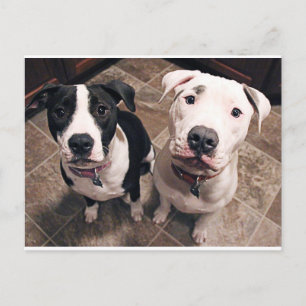 adorable pitbull puppies dogs postcard