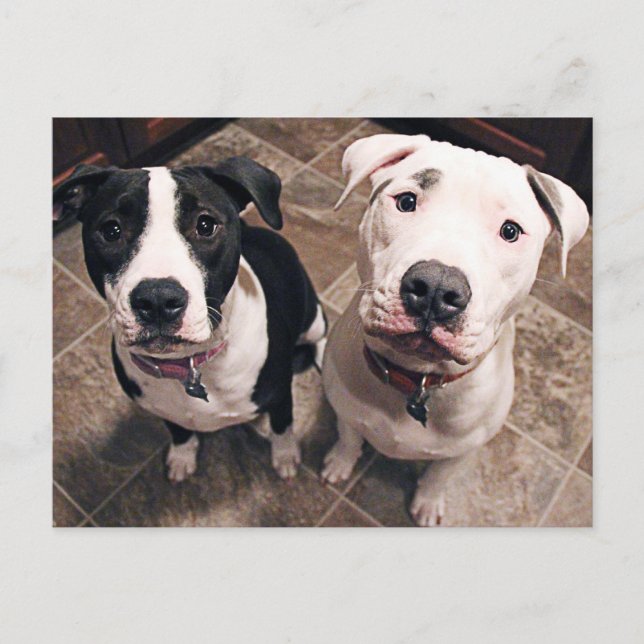 adorable pitbull puppies dogs postcard (Front)