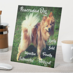 Adorable Pomeranian Dog Traits Pedestal Sign