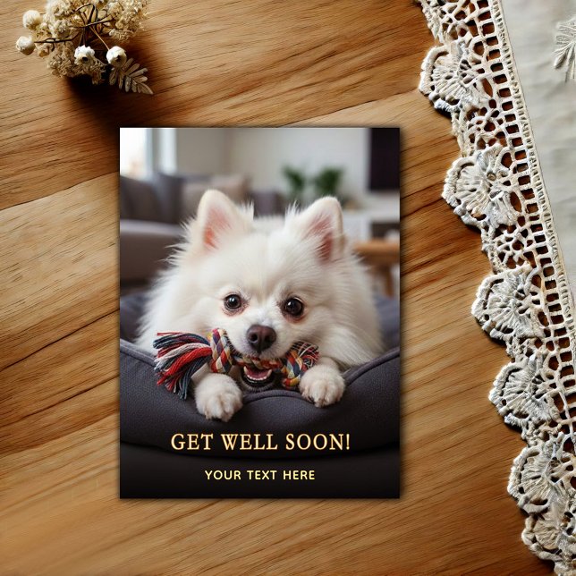 Adorable Pomeranian Get Well  Postcard (Creator Uploaded)