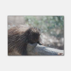Adorable Porcupine Post-it Notes