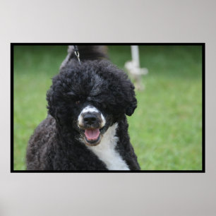 Adorable Portuguese Water Dog Poster