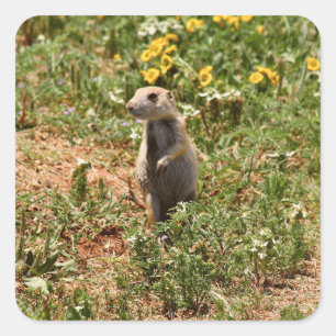 Adorable Prairie Dog Square Sticker