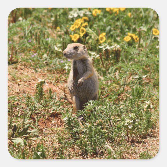 Adorable Prairie Dog Square Sticker (Front)
