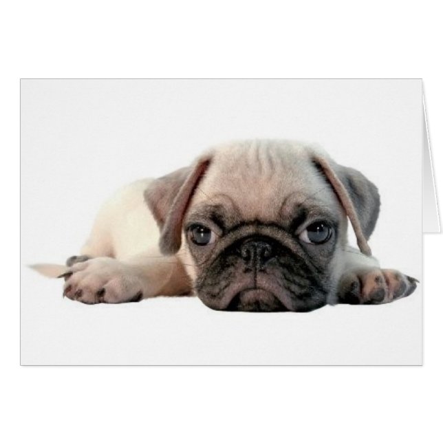 adorable pug puppy (Front Horizontal)