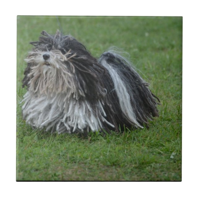 Adorable Puli Dog Ceramic Tile (Front)