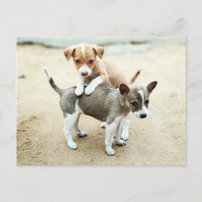 Adorable Puppies Playing on Beach Postcard (Front)