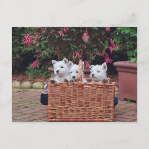 Adorable Puppies Postcard