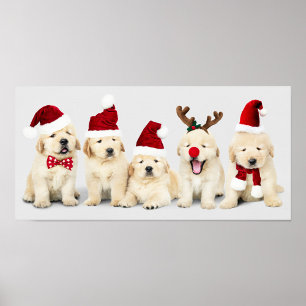 Adorable Puppies Poster