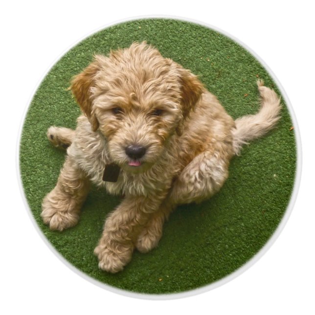 Adorable Puppy Ceramic Knob (Front)