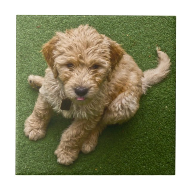 Adorable Puppy Ceramic Tile (Front)