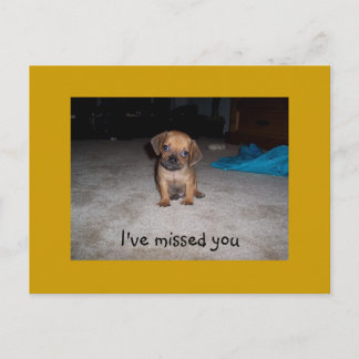 Adorable Puppy Eyes Postcard
