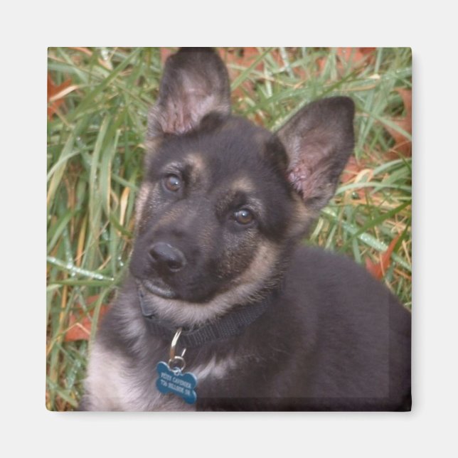 Adorable Puppy Magnets (Front)