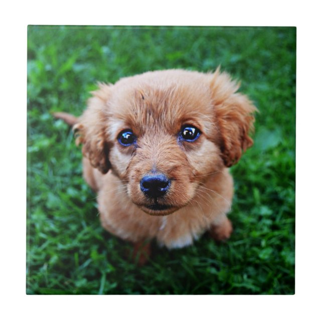 Adorable Puppy Photo Ceramic Tile (Front)