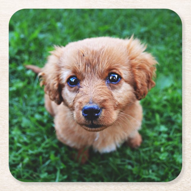 Adorable Puppy Photo Square Paper Coaster (Front)