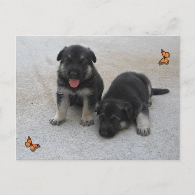 Adorable Puppy Postcard (Front)