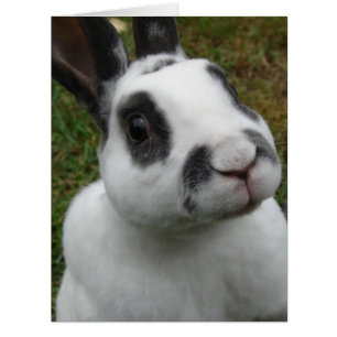 Adorable Rabbit Blank inside all occasions card