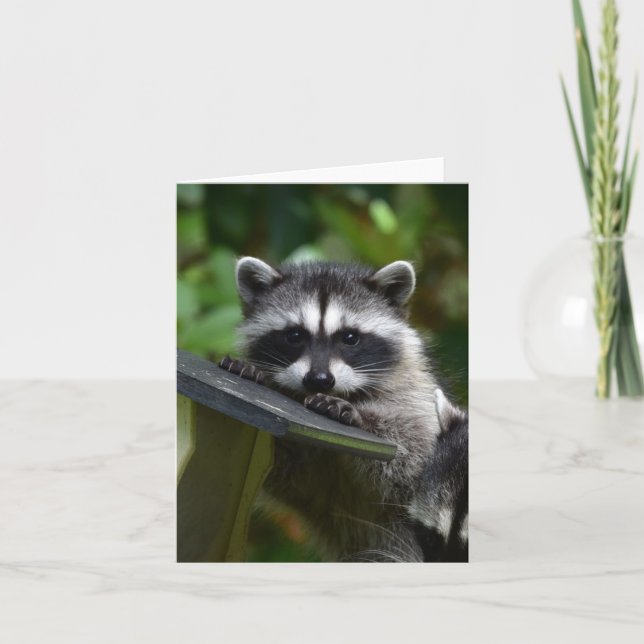 Adorable Racoon Baby! Card (Front)