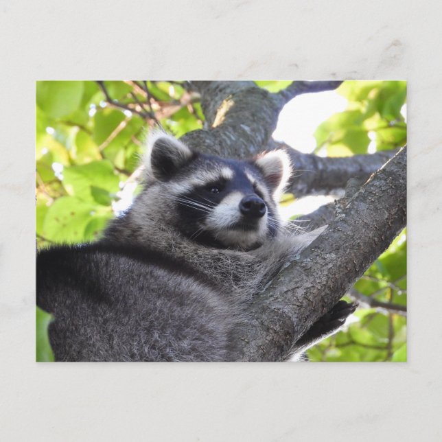 Adorable Racoon Close Up Postcard (Front)